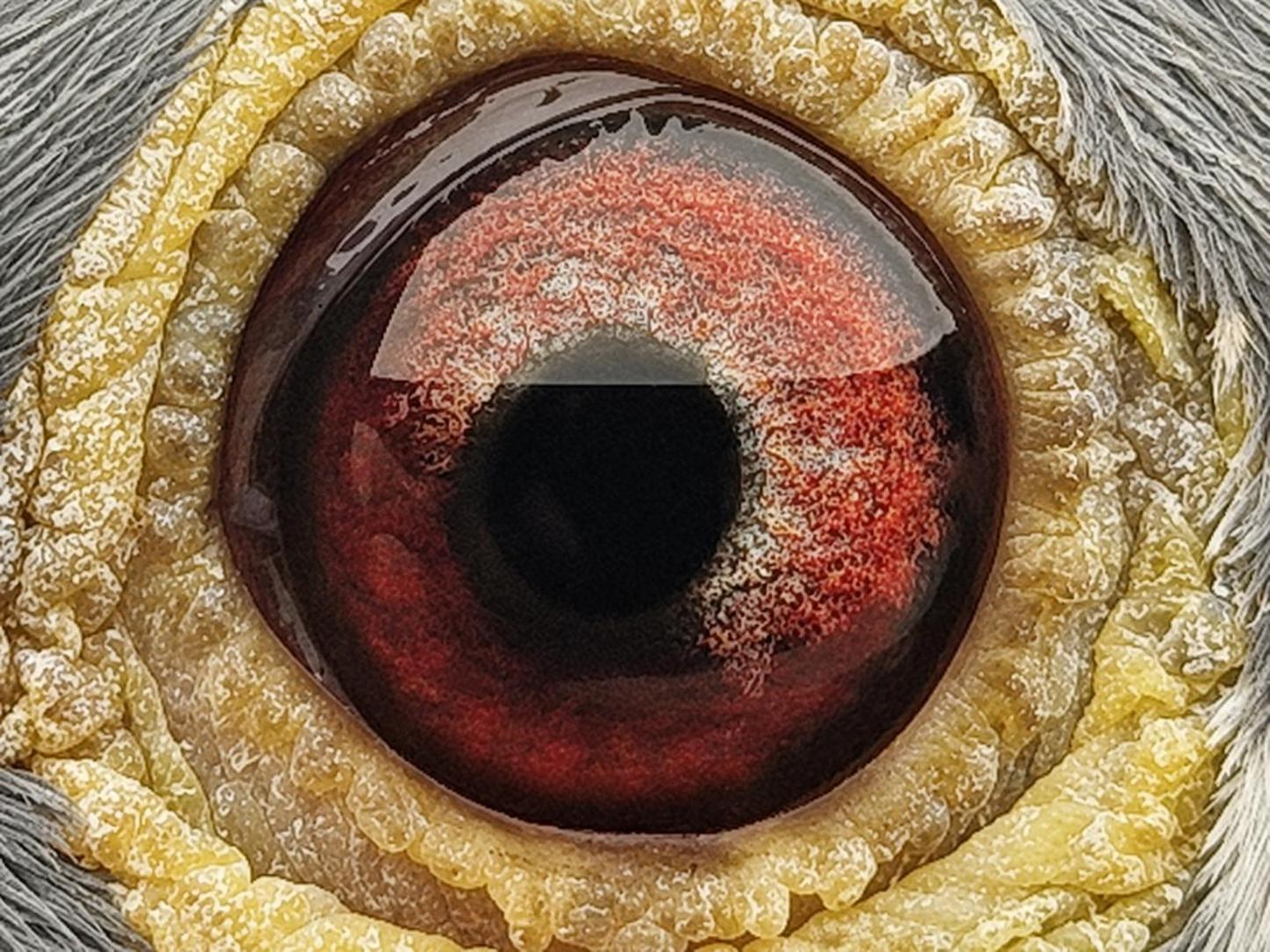 Pigeon eye